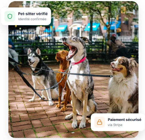 Trois chiens en promenade avec un pet-sitter vérifié